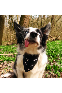 Obrázok pre Bavlnená šatka pre psíka - Lebky čierne / čierna