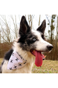 Obrázok pre Bavlnená šatka pre psíka - Lebky biele / čierna