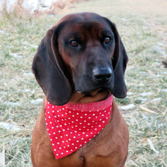 Obrázok pre Bavlnená šatka pre psíka - Srdiečka+bodky / červená