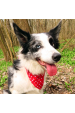 Obrázok pre Bavlnená šatka pre psíka - Hviezdičky a bodky obojstranný vzor červená