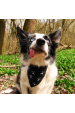 Obrázok pre Bavlnená šatka pre psíka - Lebky obojstranný vzor čierna/biela